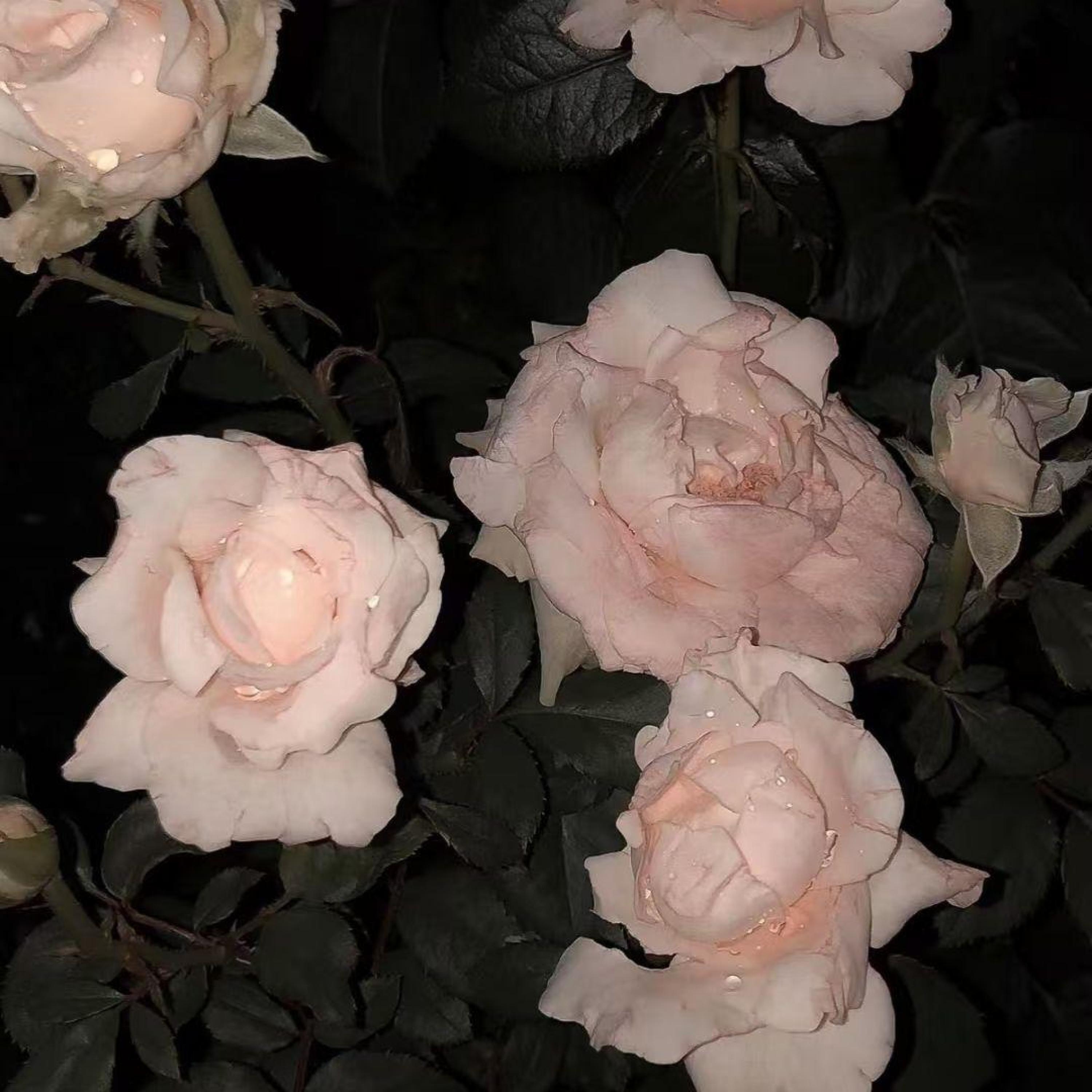 Релиз xxxxxxx