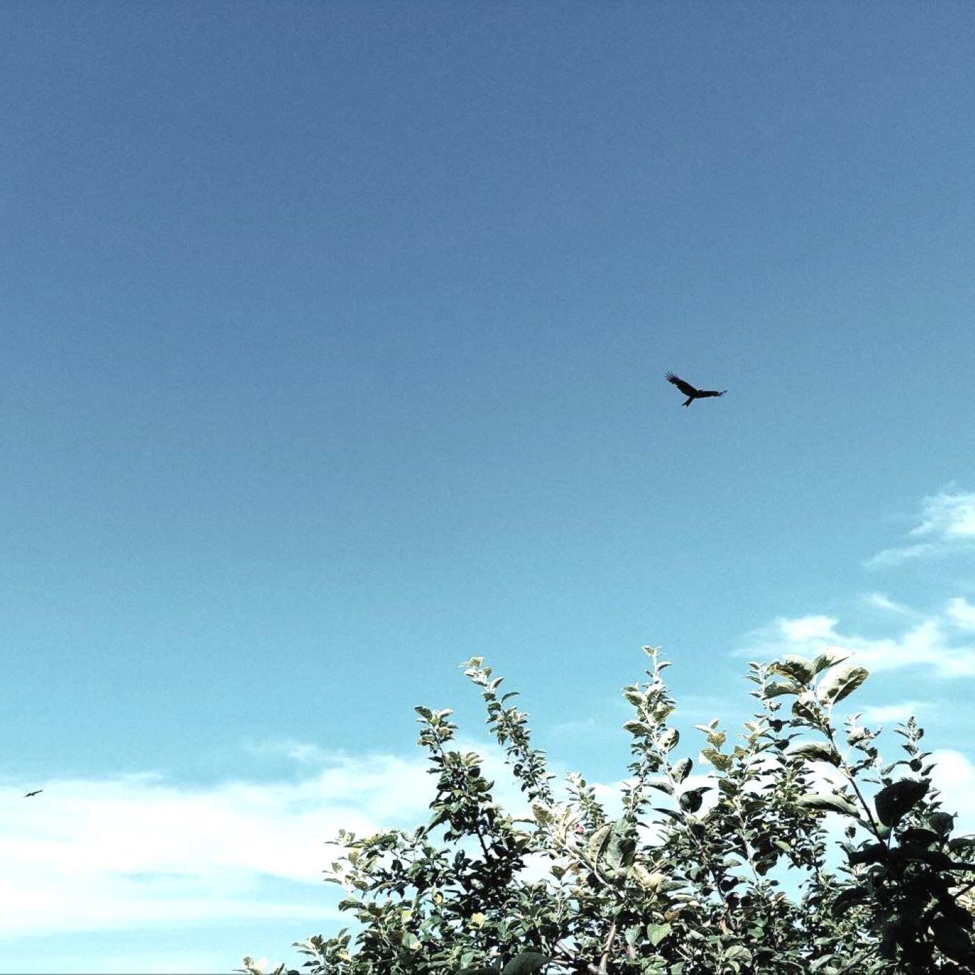 Релиз Dream of Flying