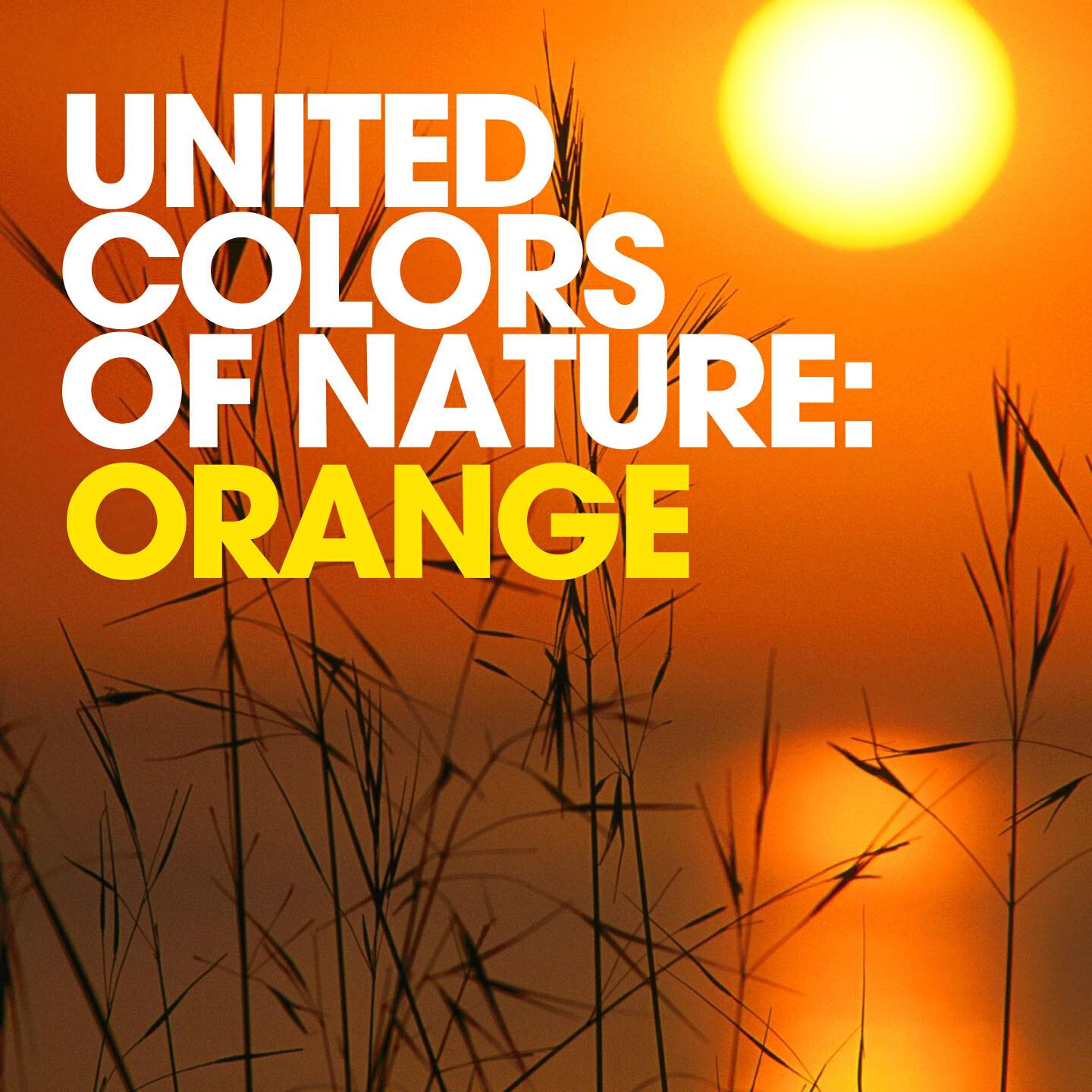 Релиз United Colors of Nature: Orange