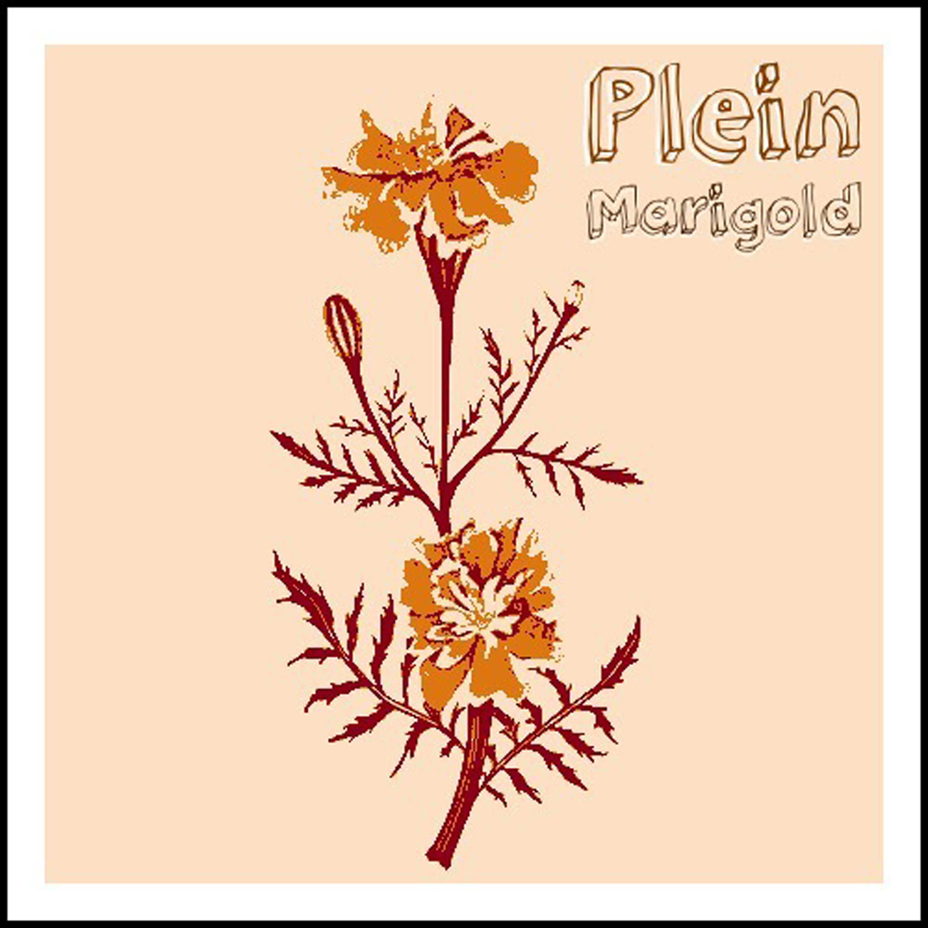 Релиз Color Pictures of a Marigold