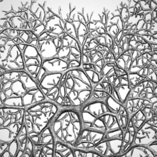 Релиз Rizoma (20 Danças)