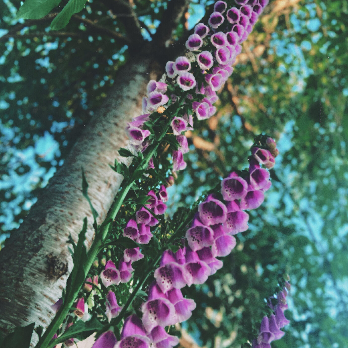 Релиз Hummingbird