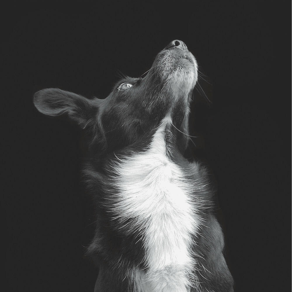 Релиз Catchpenny & Cosmos