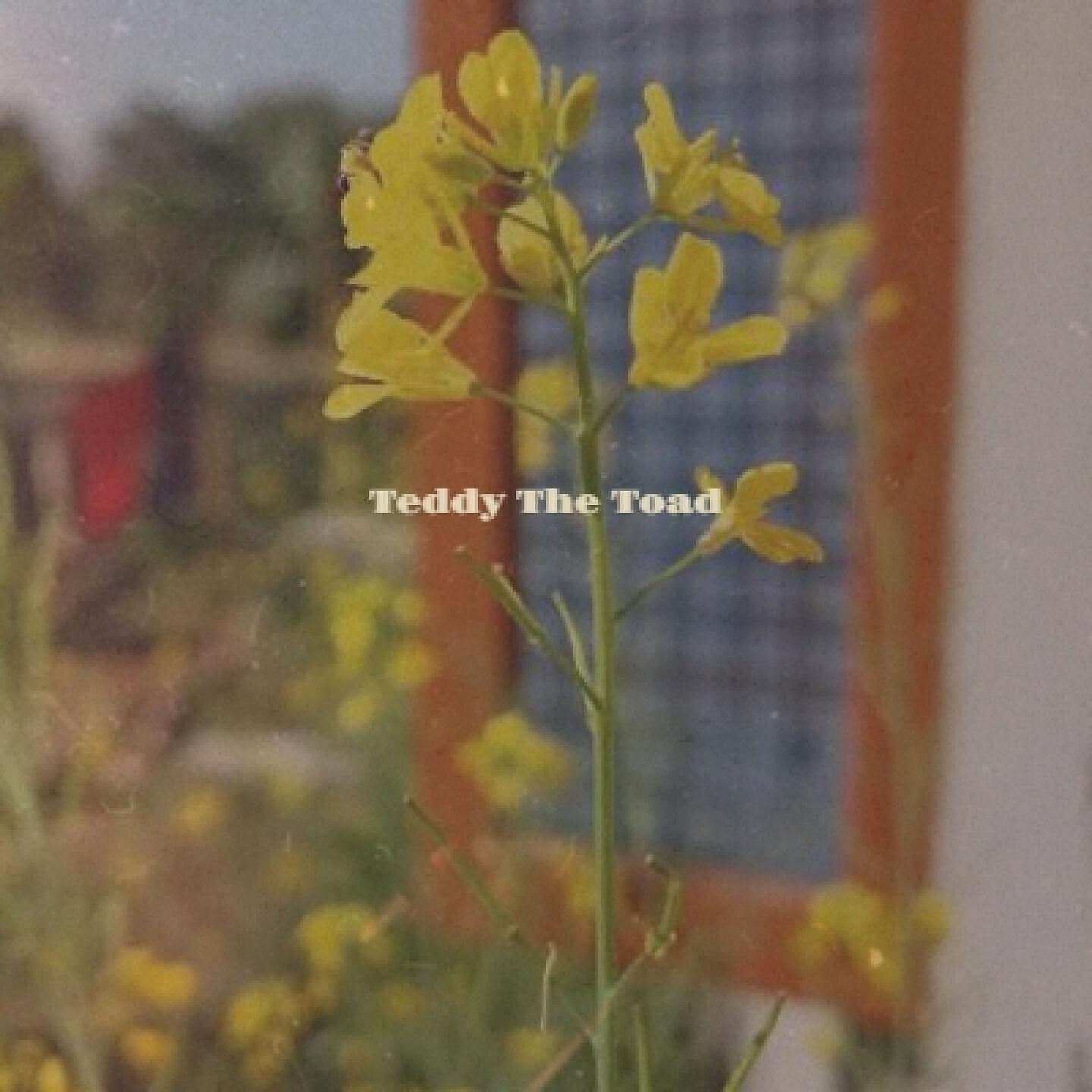 Релиз Teddy the Toad