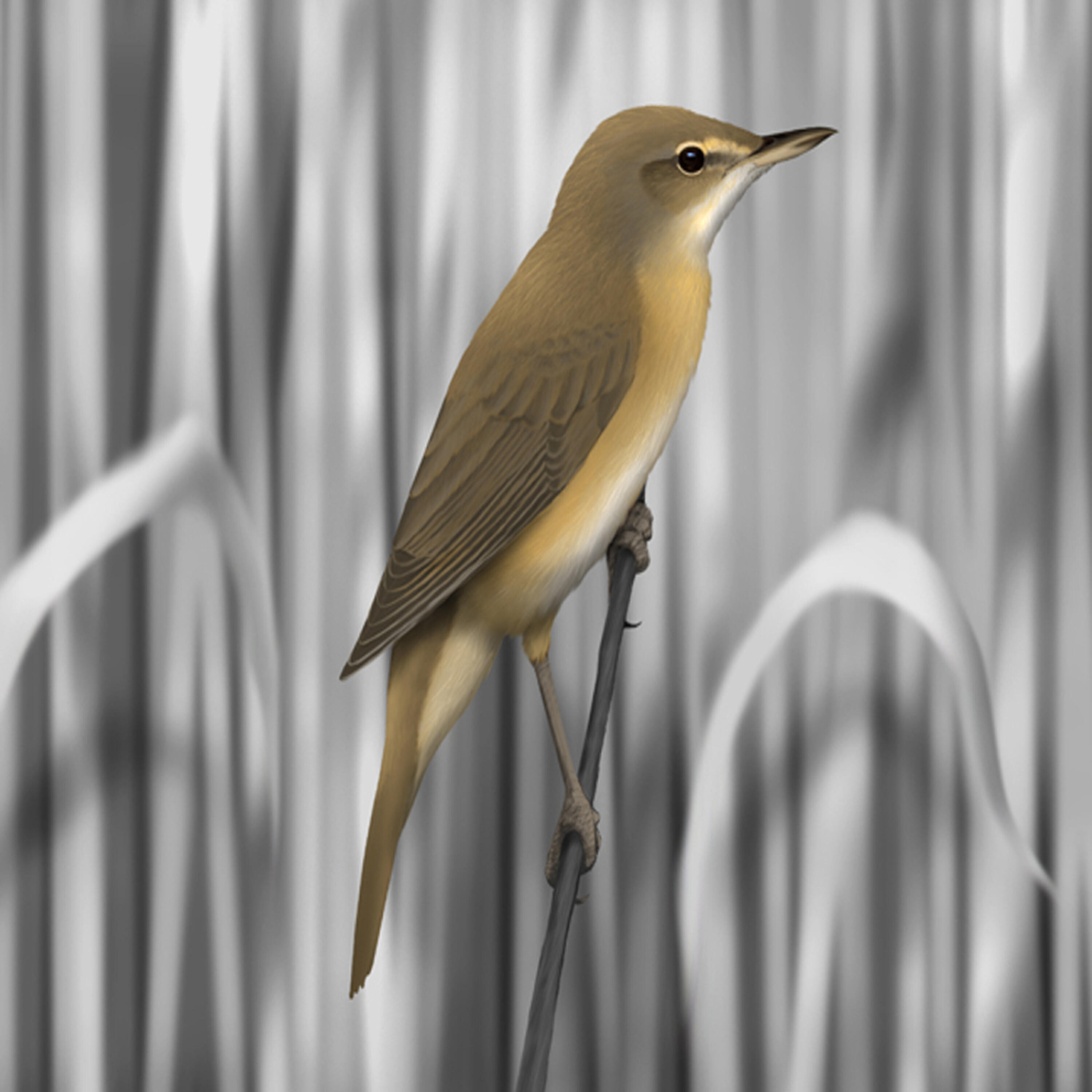 Релиз Bird sounds - Reed Warbler