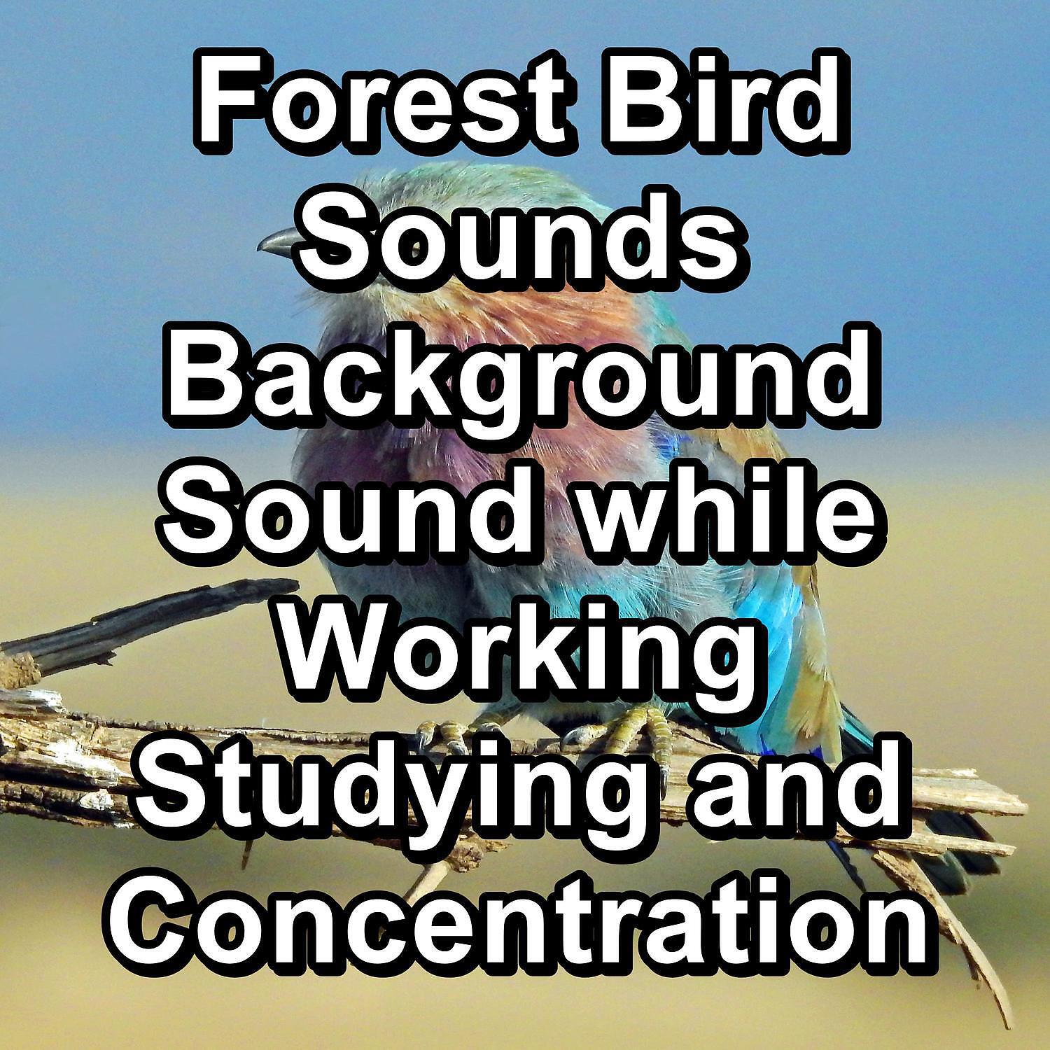 Релиз Forest Bird Sounds Background Sound while Working Studying and Concentration