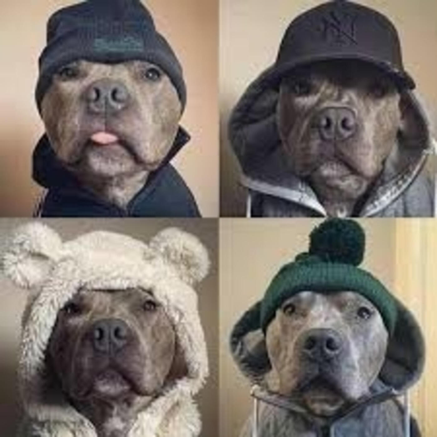 Скачать песню Grand Marquis, Big Dawg Jay, Supa Trippa - Dog Investments бесплатно в MP3 для Android и iOS