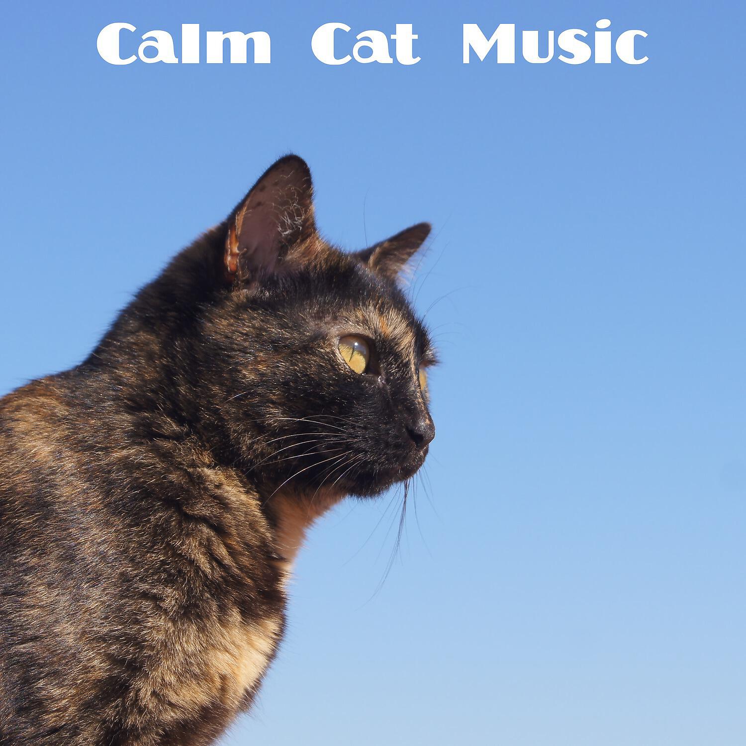 Релиз Calm Cat Music