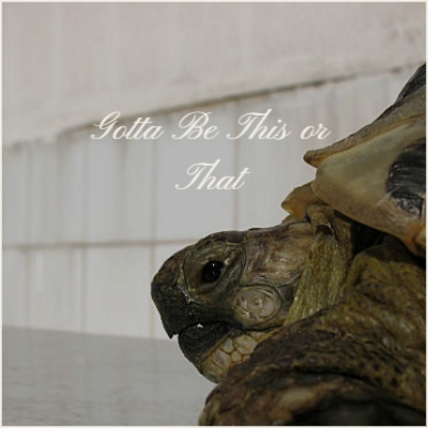 Релиз Gotta Be This or That