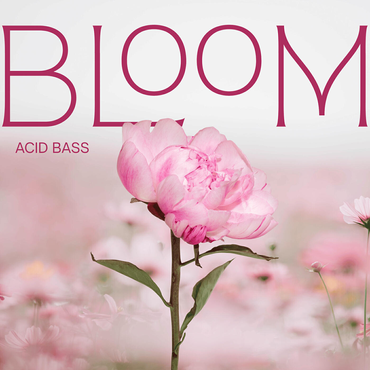 Релиз Bloom