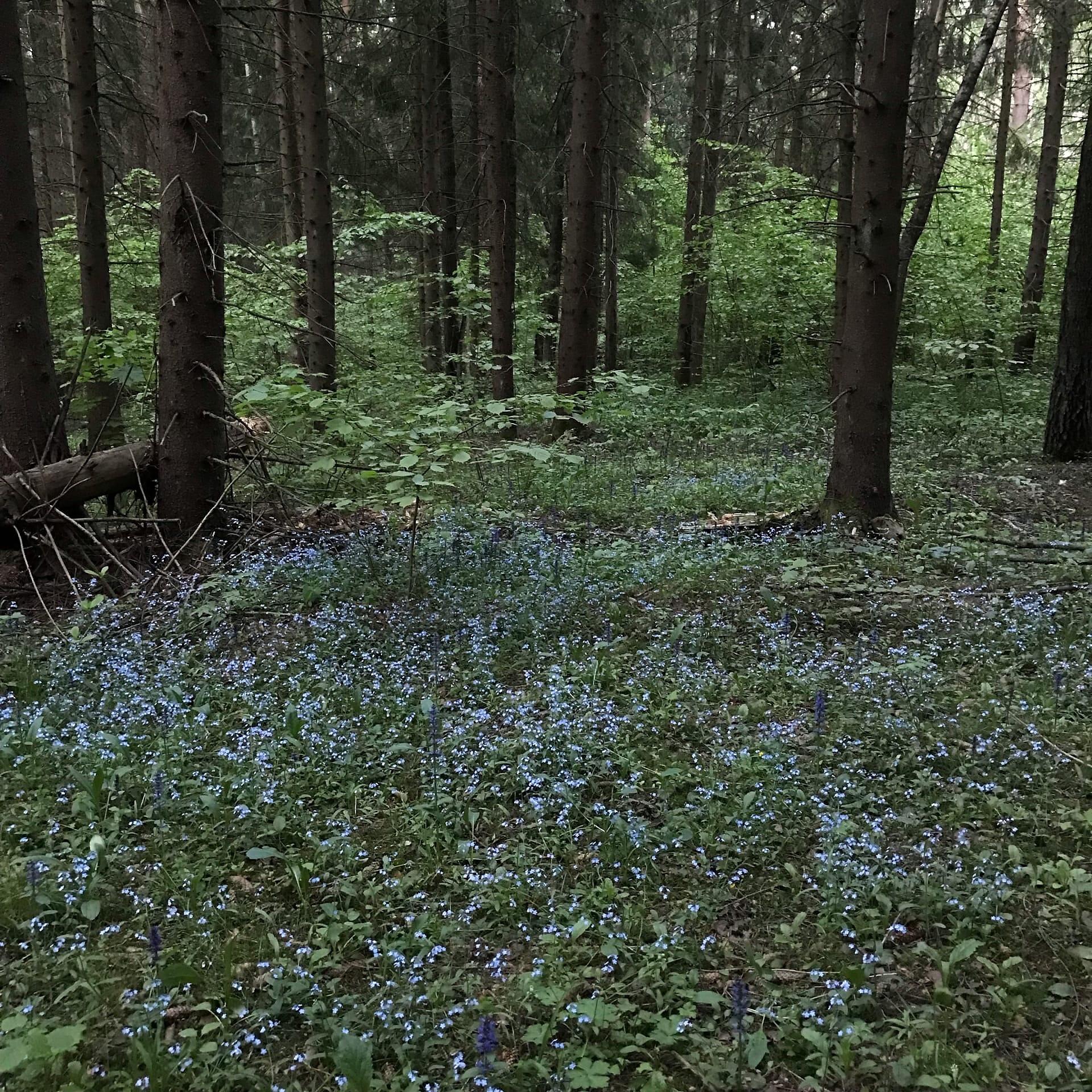 Релиз Wood