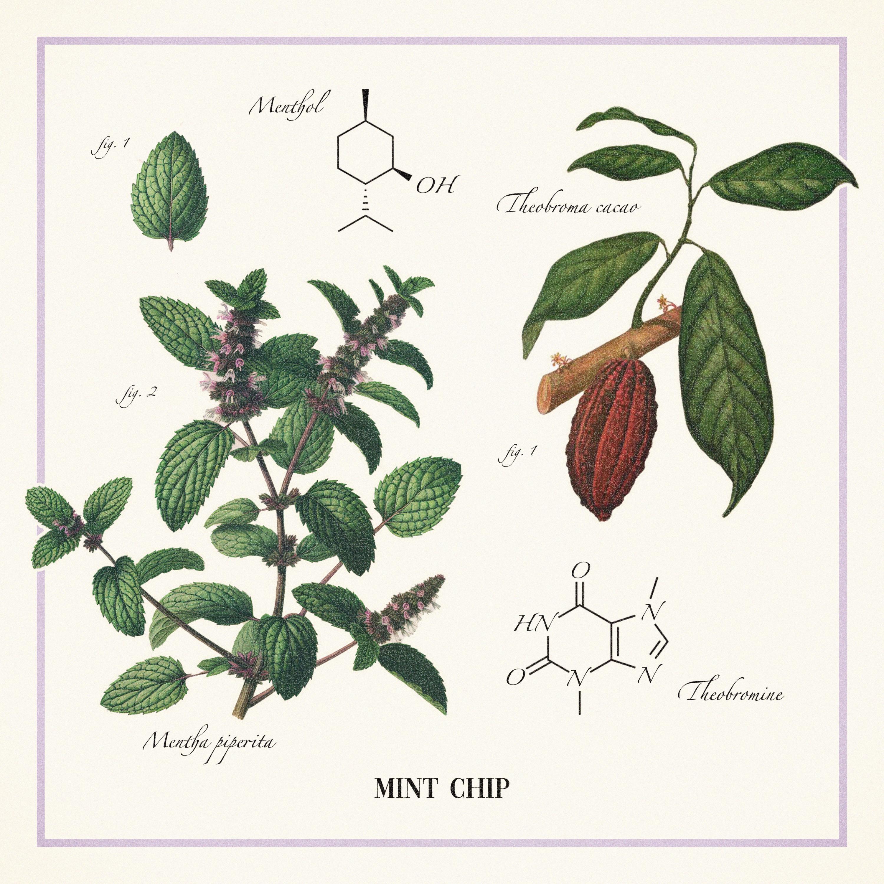 Релиз Mint Chip