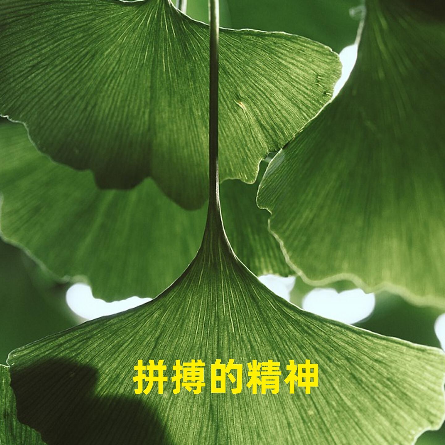Релиз 拼搏的精神