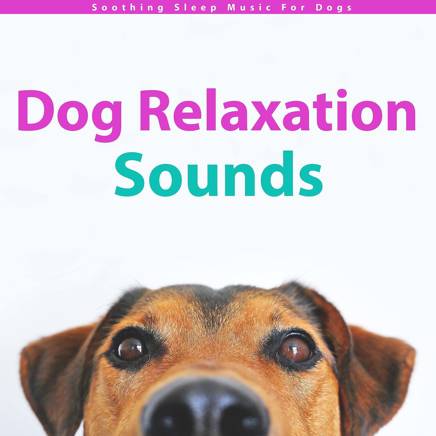 Релиз Dog Relaxation Sounds - Soothing Sleep Music For Dogs