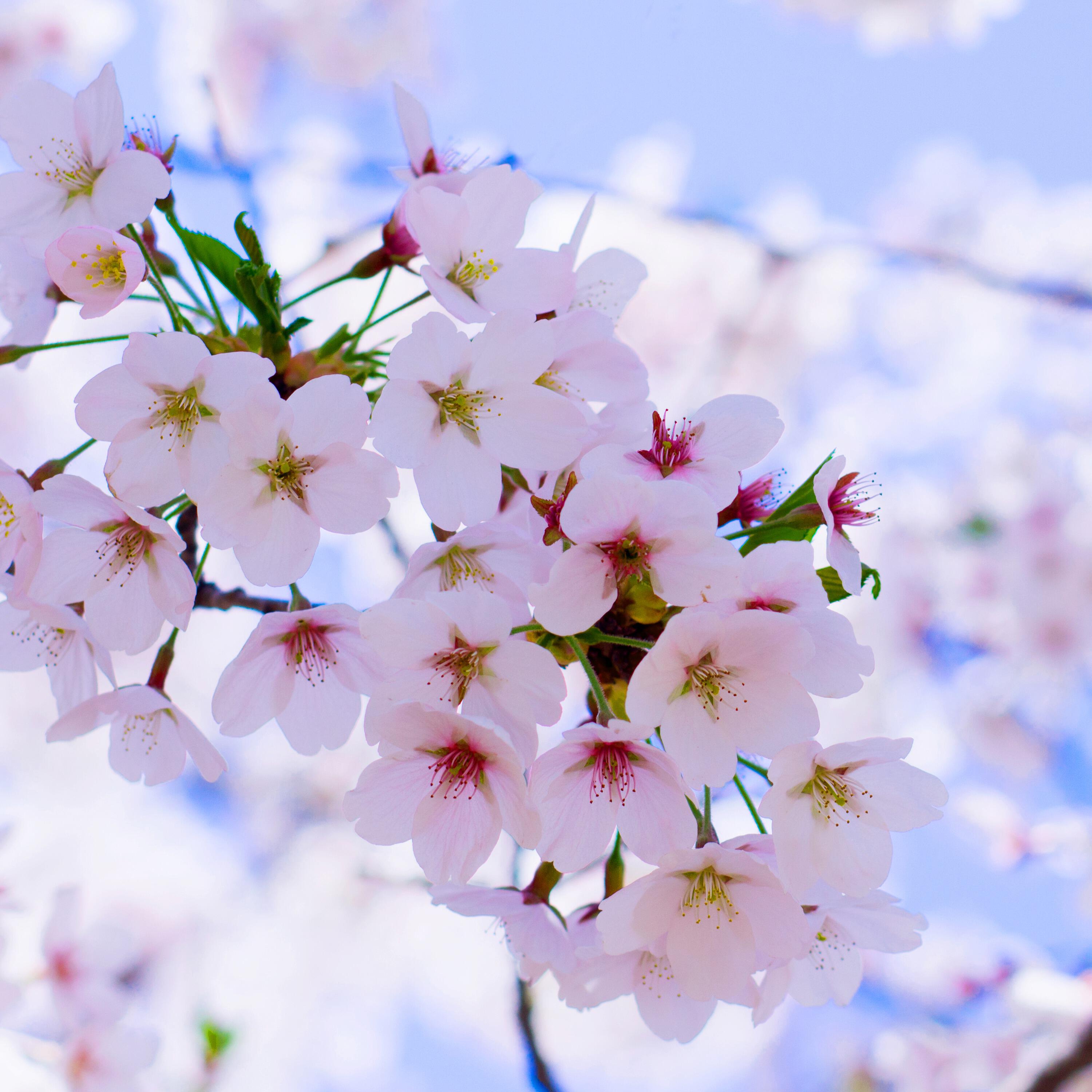 Релиз 樱花只为你盛开
