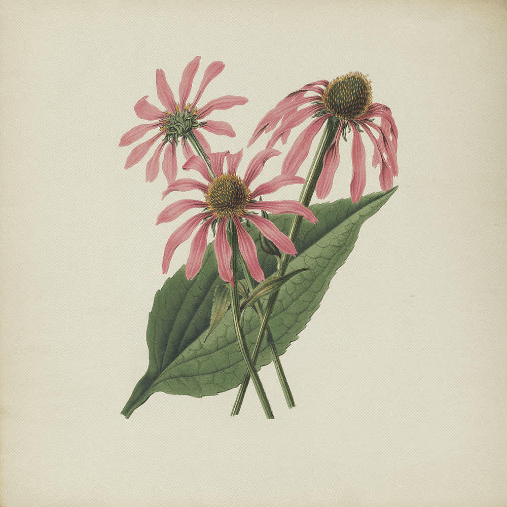 Релиз DESPEDIDA "Echinacea Purpurea"