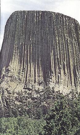 Imaginary Softwoods