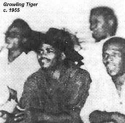 Growling Tiger