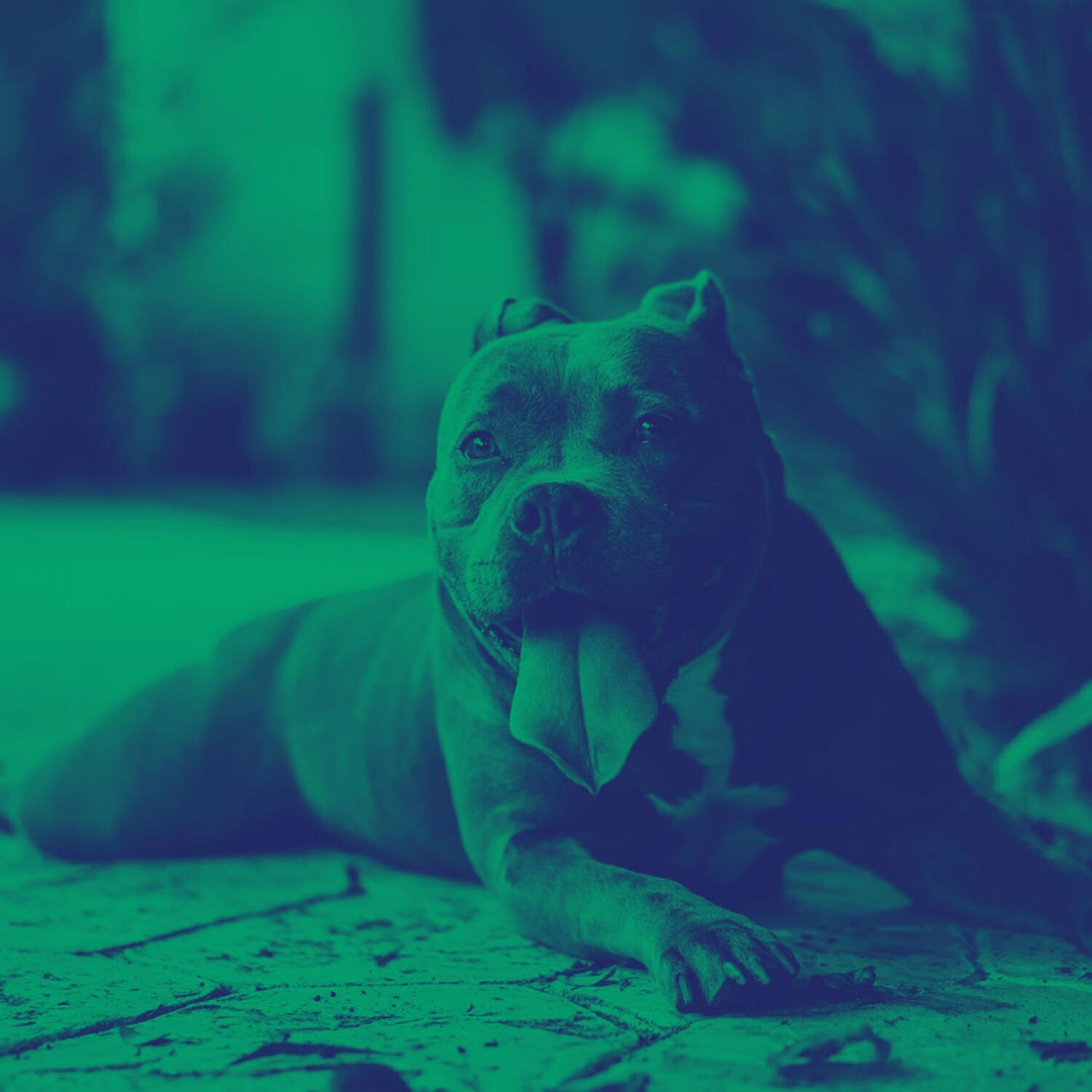 Релиз Background Music (Stressed Dogs)