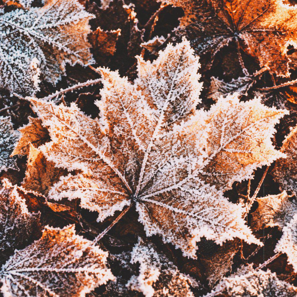 Релиз frosts