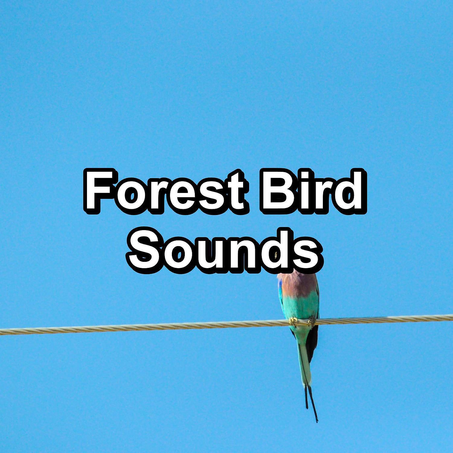 Релиз Forest Bird Sounds