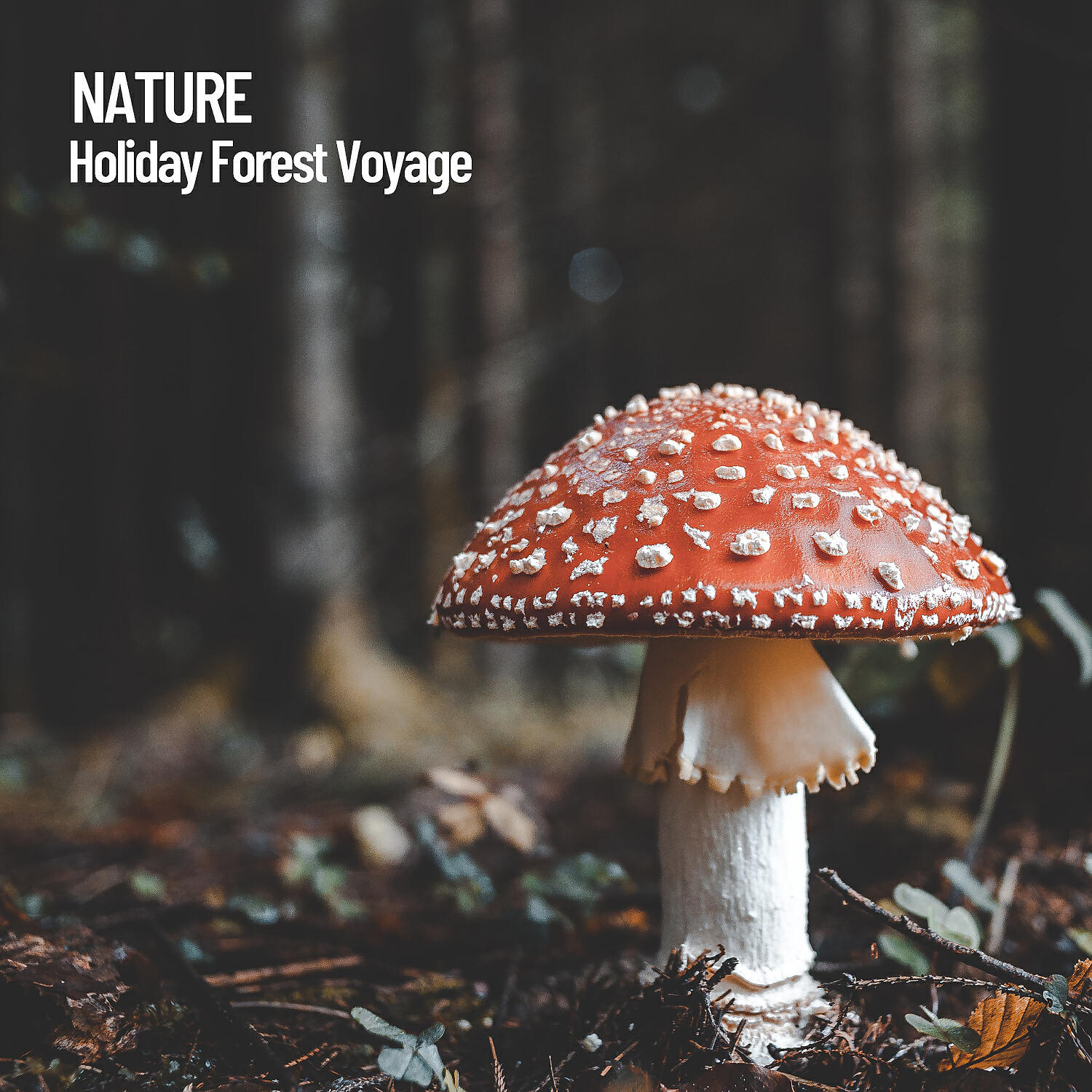 Постер альбома Nature: Holiday Forest Voyage