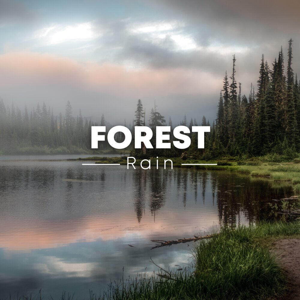 Релиз Forest Rain