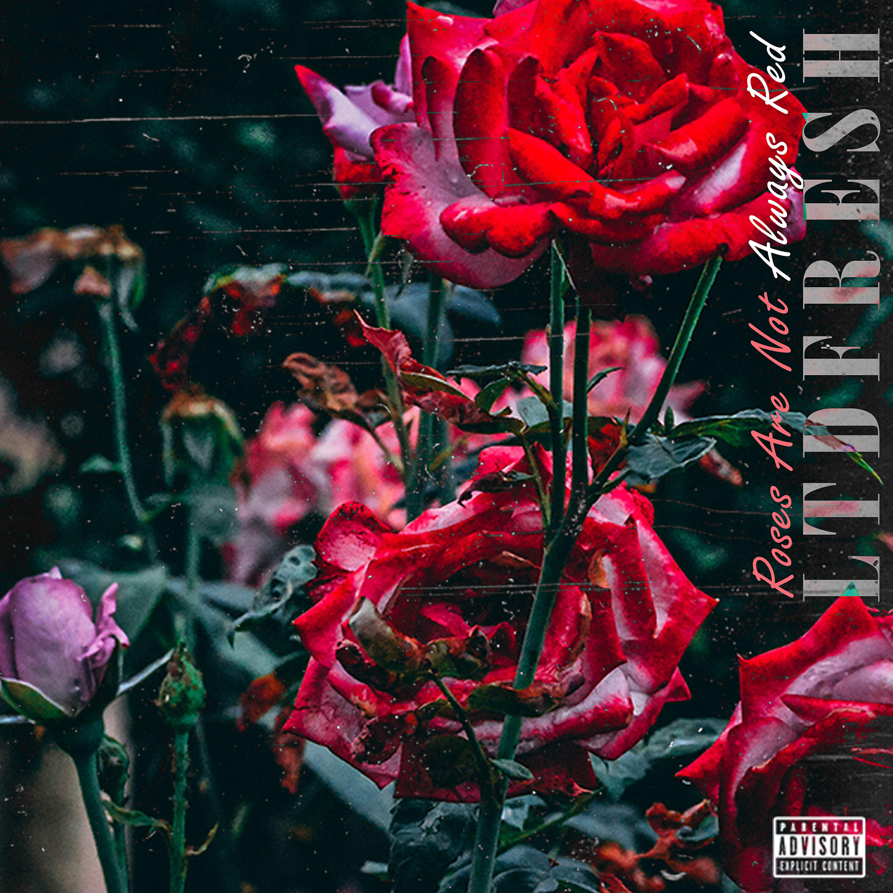 Релиз Rose's Are Not Always Red
