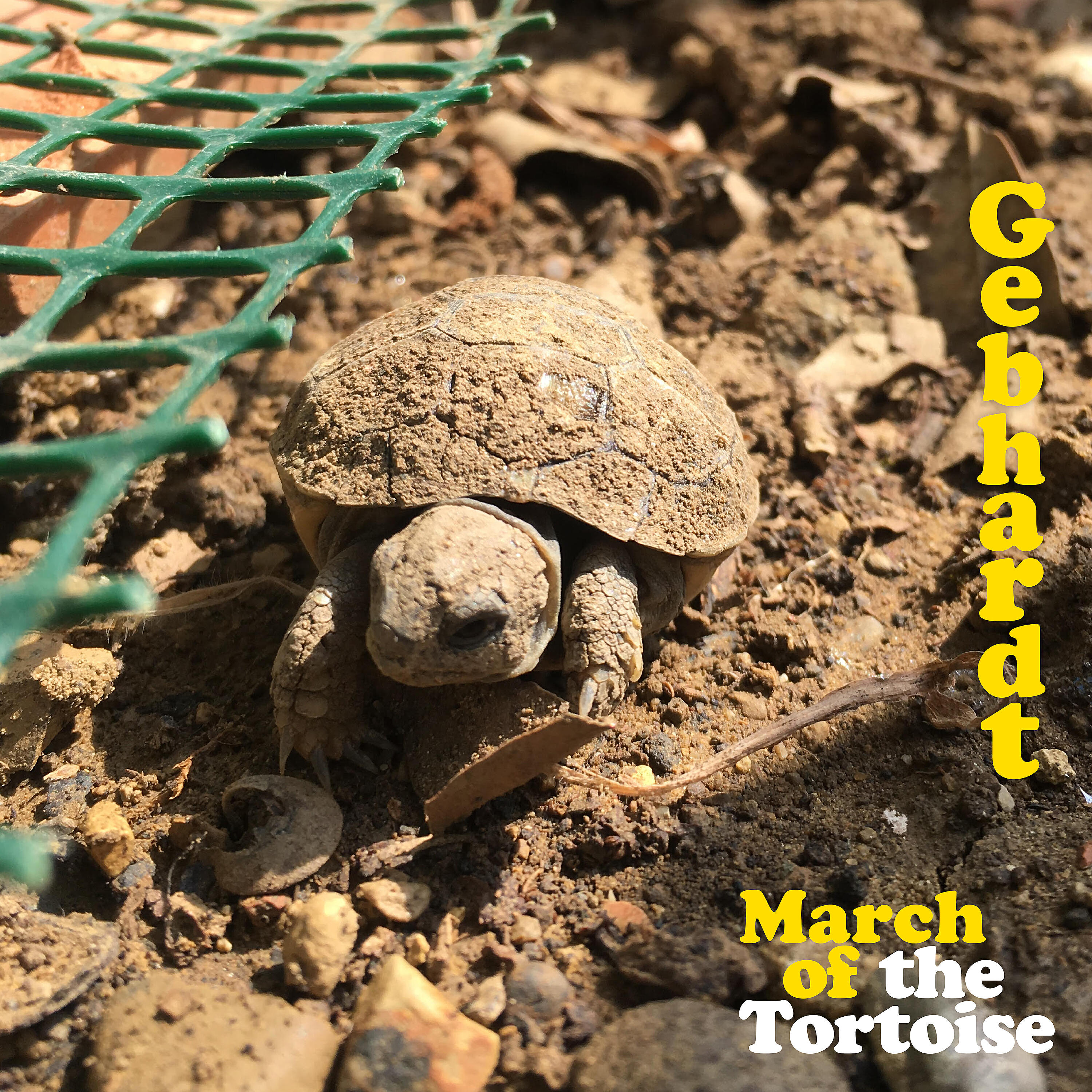 Релиз March of the Tortoise