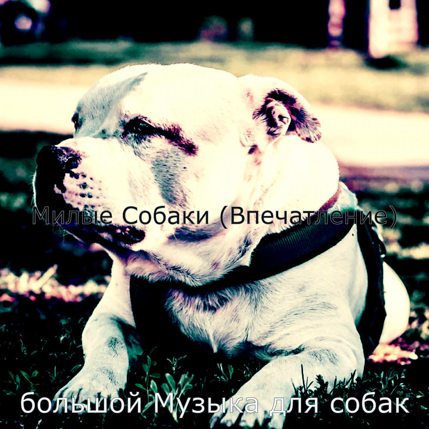 Релиз Милые Собаки (Впечатление)