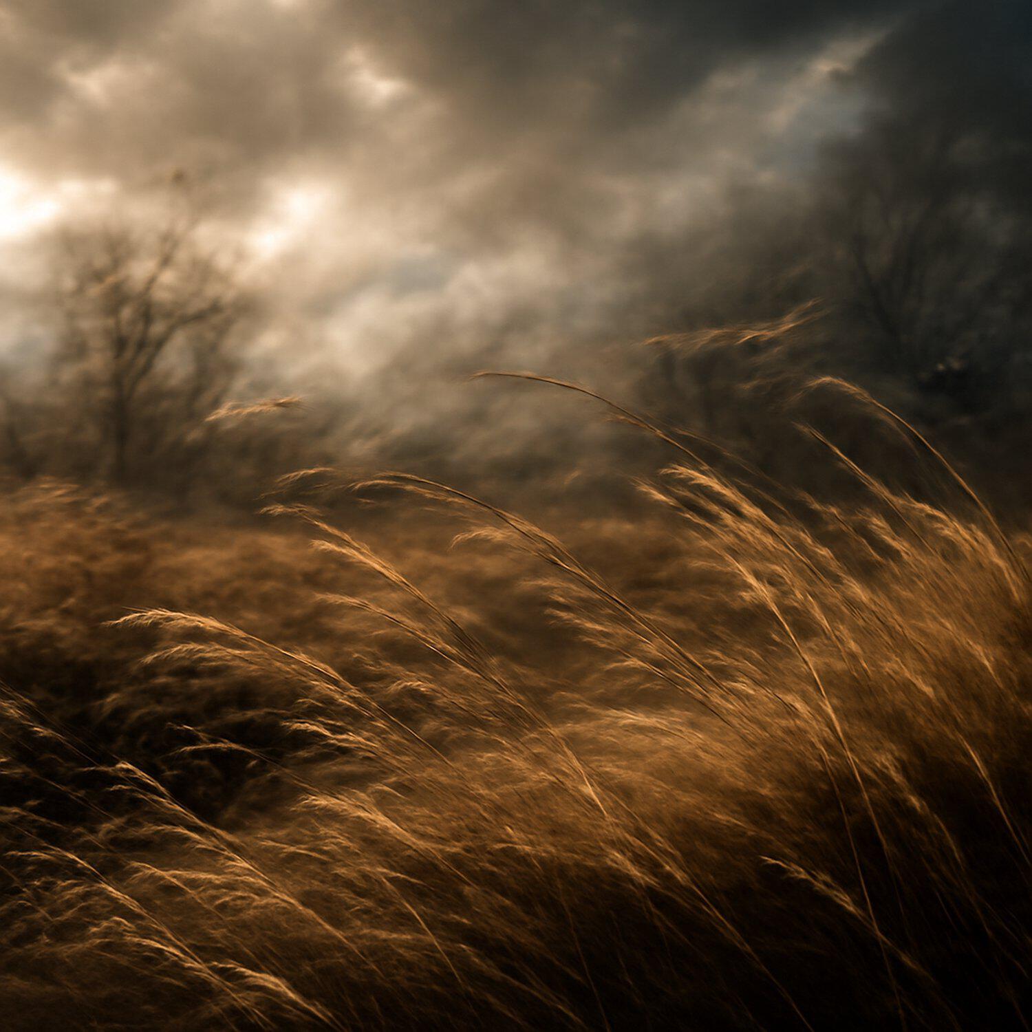 Релиз Blizzard Melody in a Calm Hour