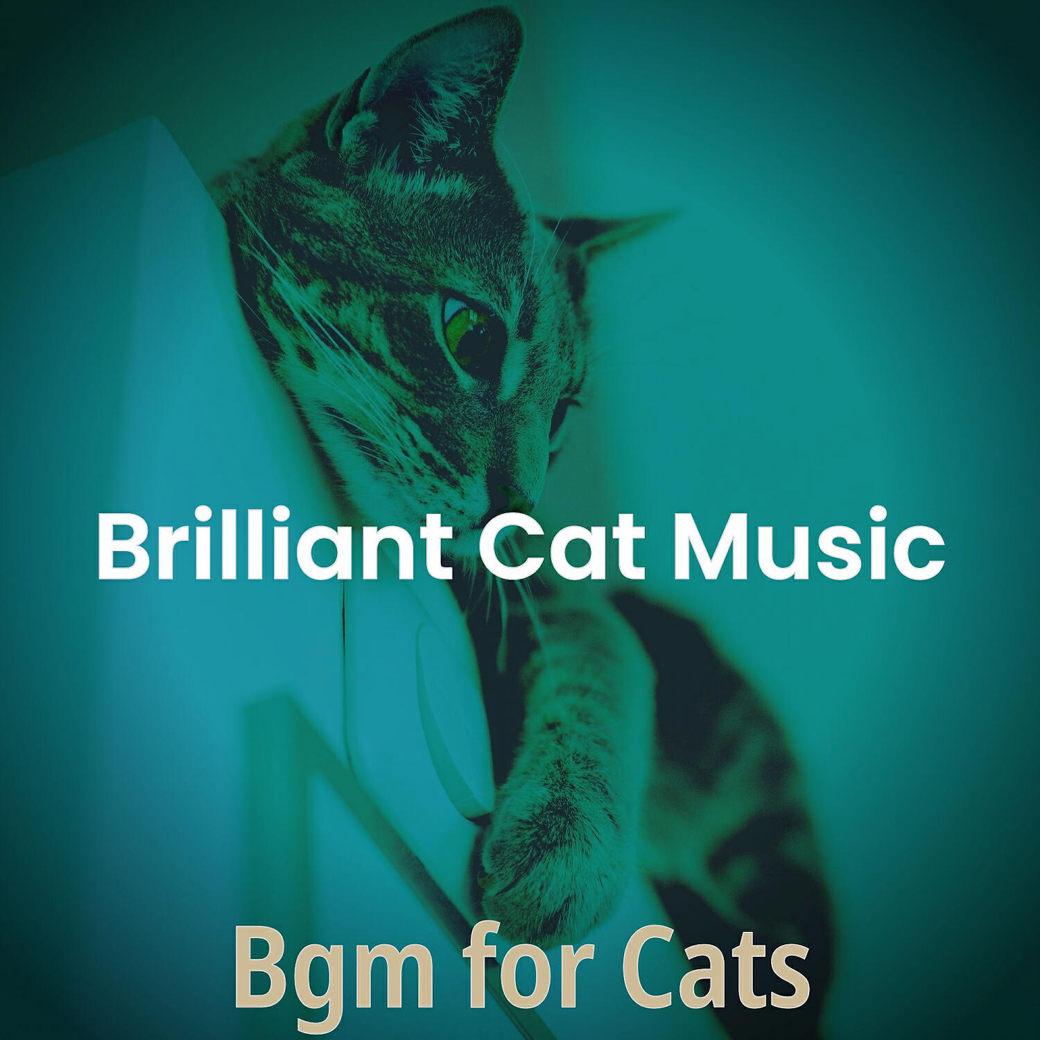 Релиз Bgm for Cats