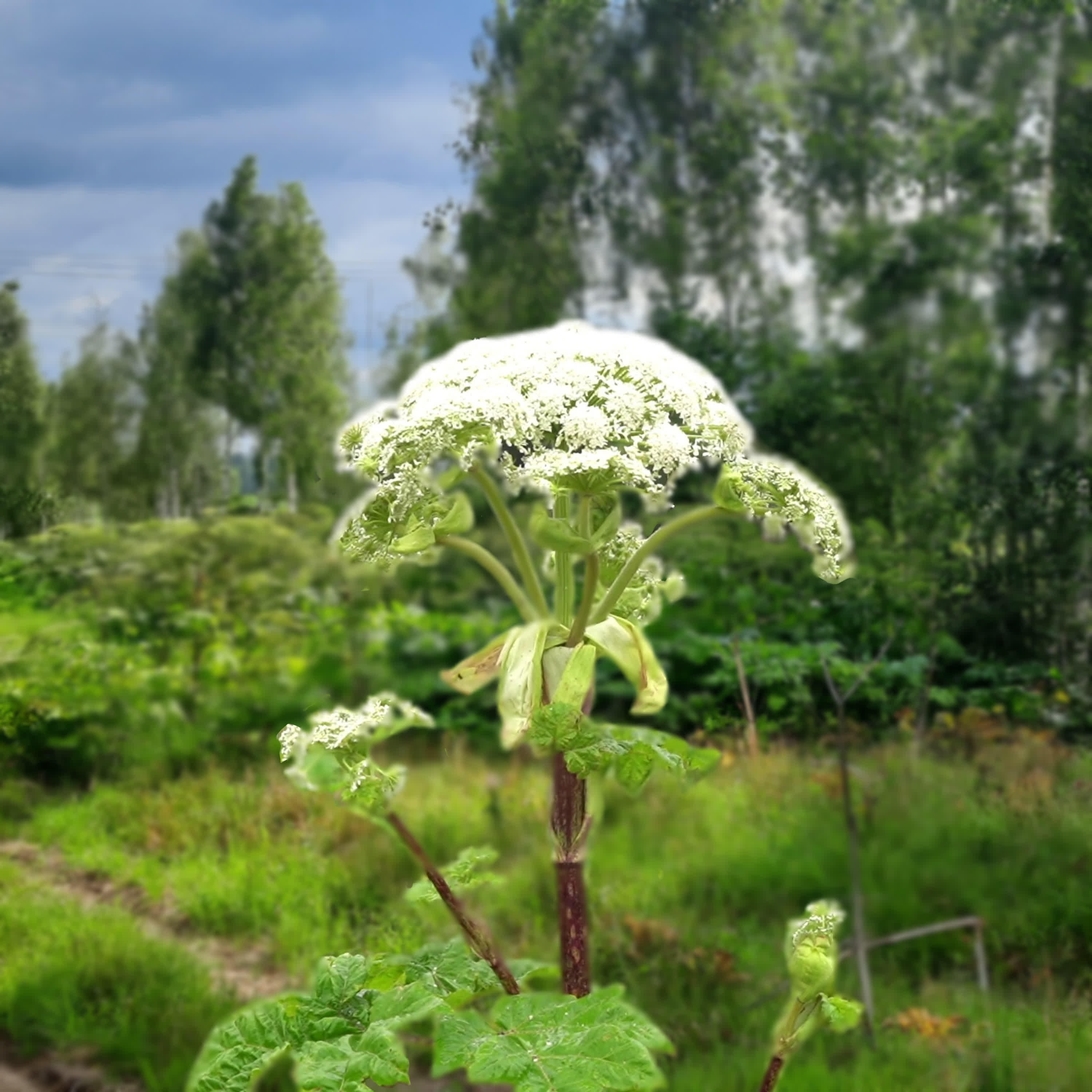 Релиз Борщевик