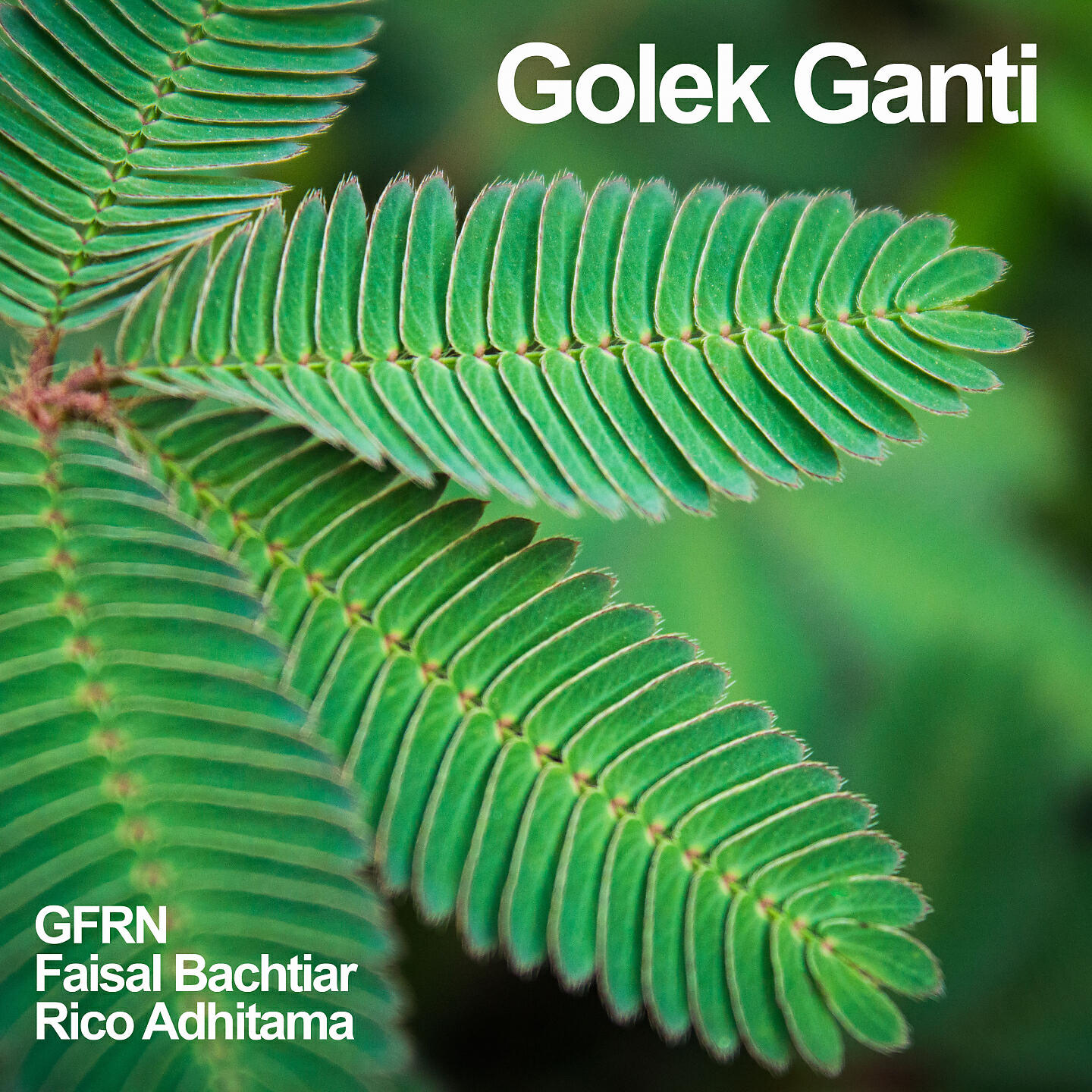 Релиз Golek Ganti