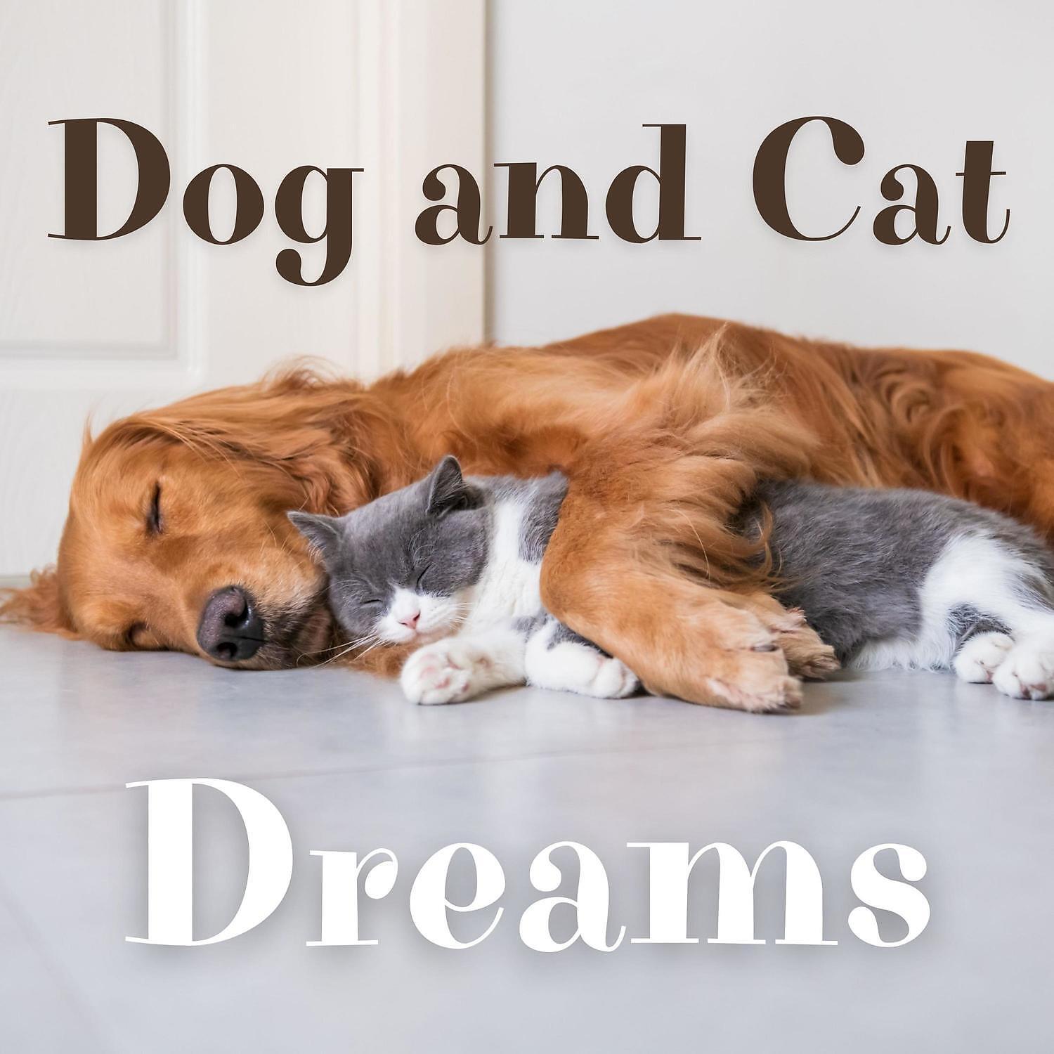 Релиз Dog and Cat Dreams