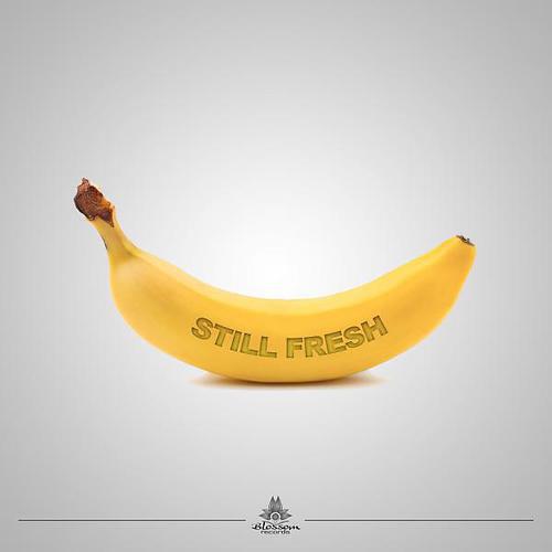 Релиз Still FRESH 2013