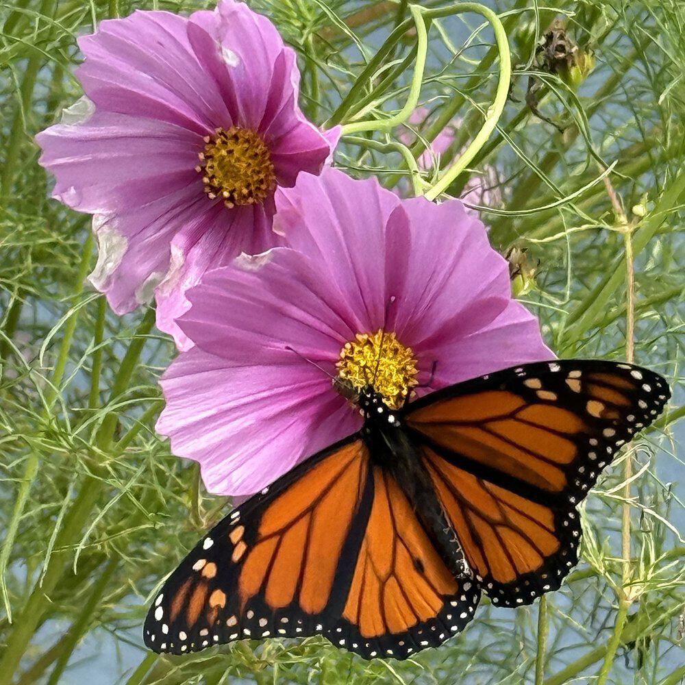Релиз This Butterfly