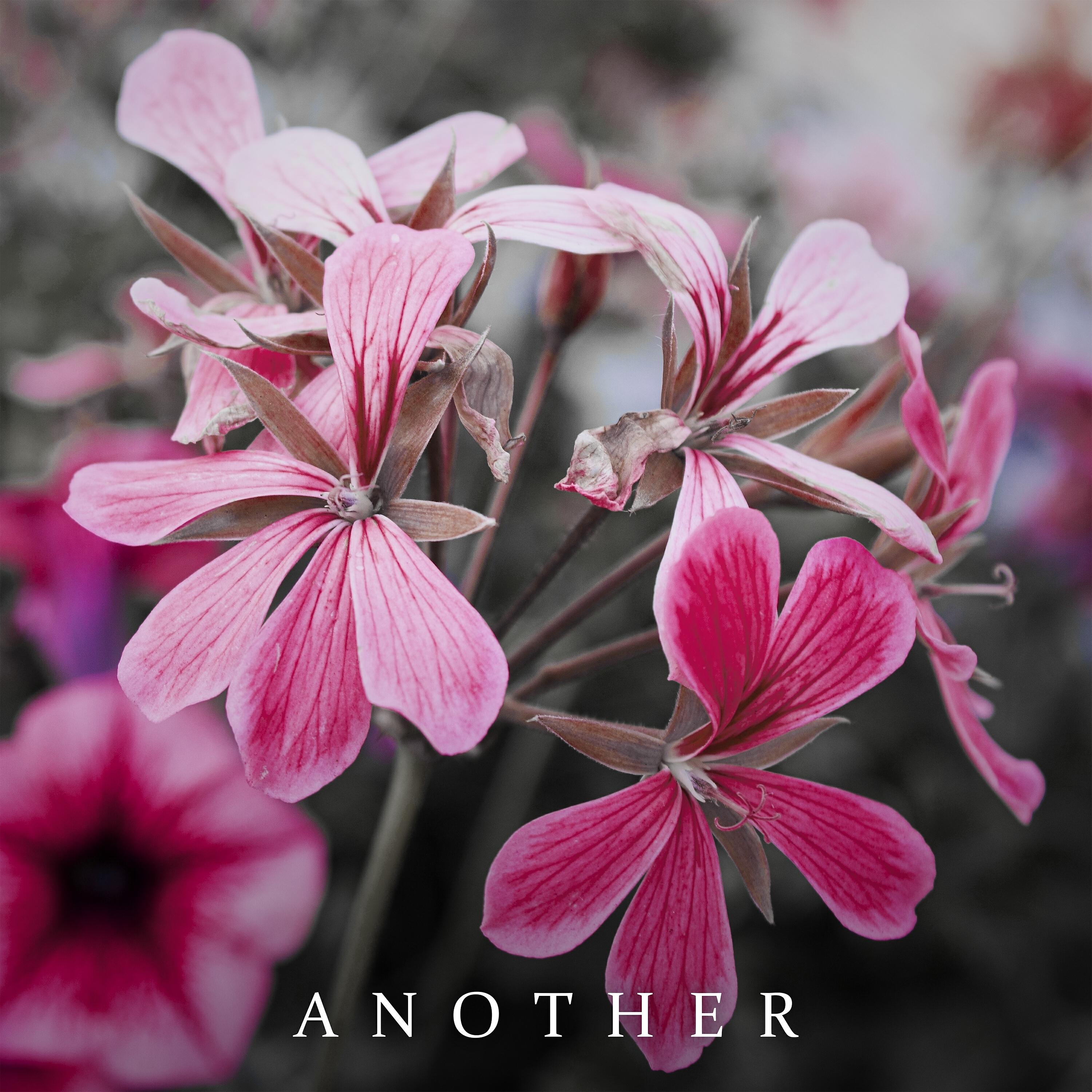 Релиз Another