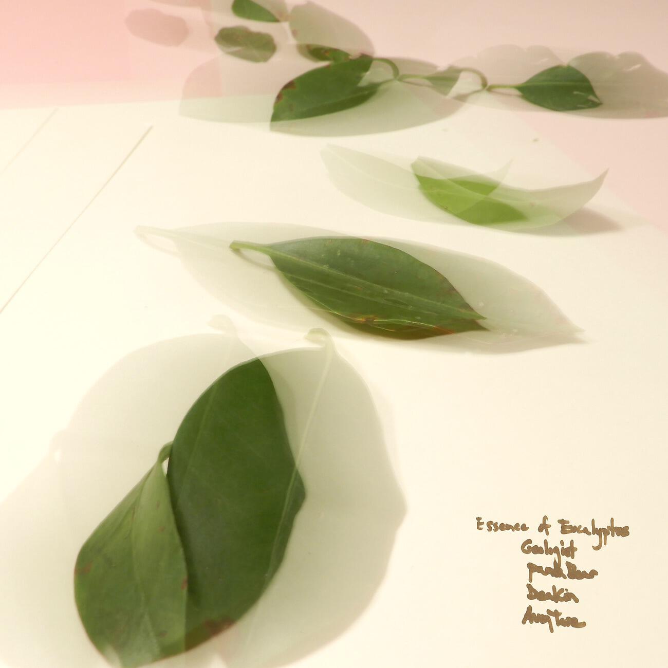 Релиз Essence of Eucalyptus