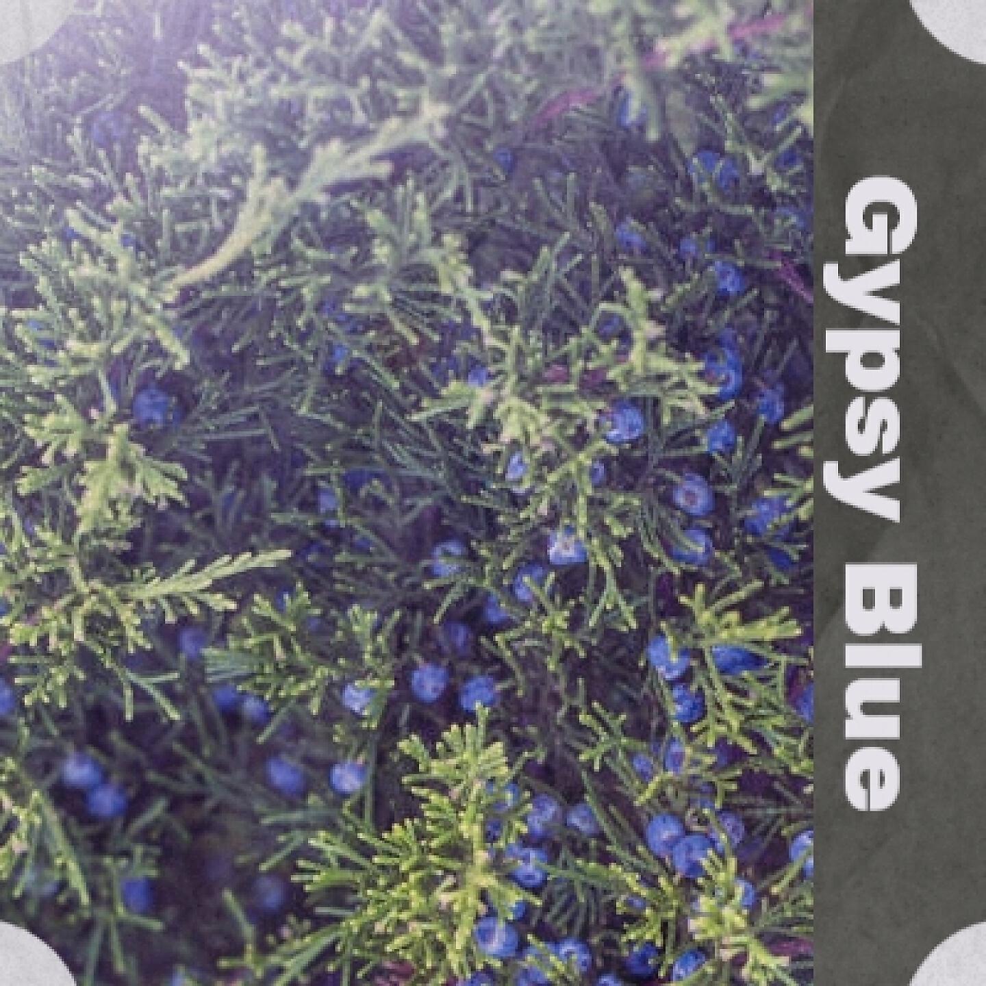 Релиз Gypsy Blue