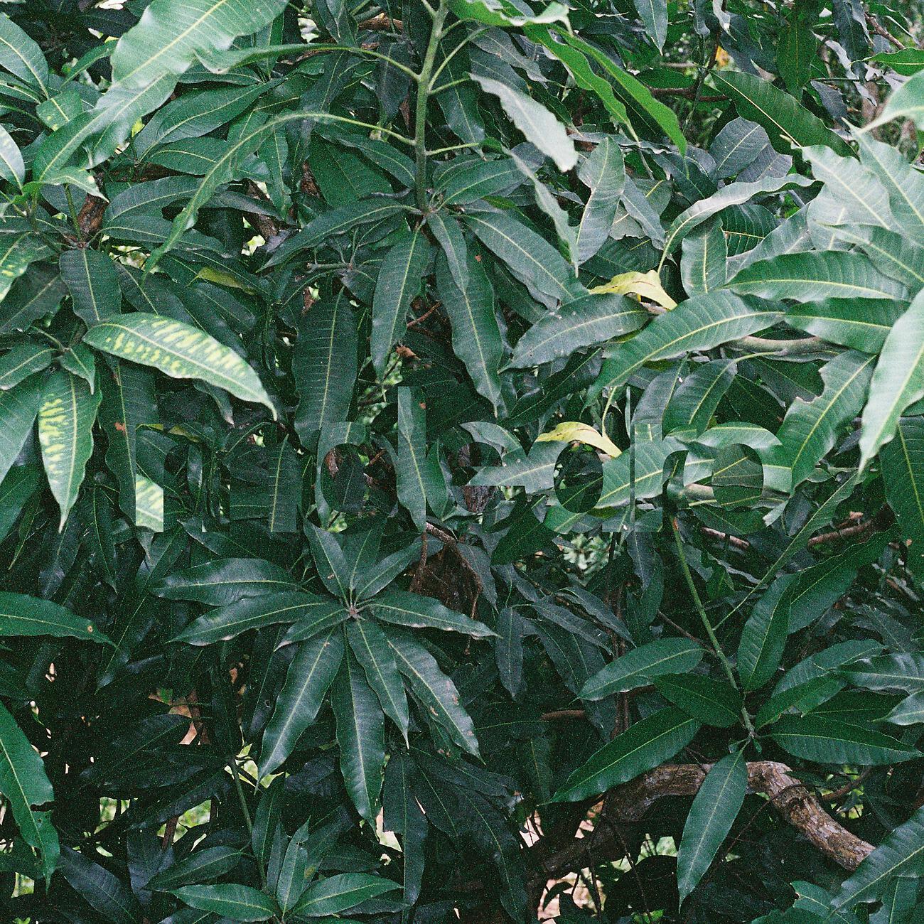 Релиз Banh