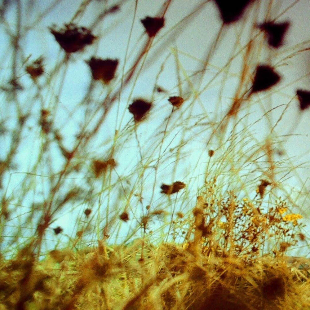 Релиз A Golden Afternoon