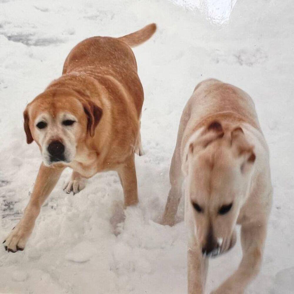 Релиз i don't think heaven is real but i hope i get to see my dogs again