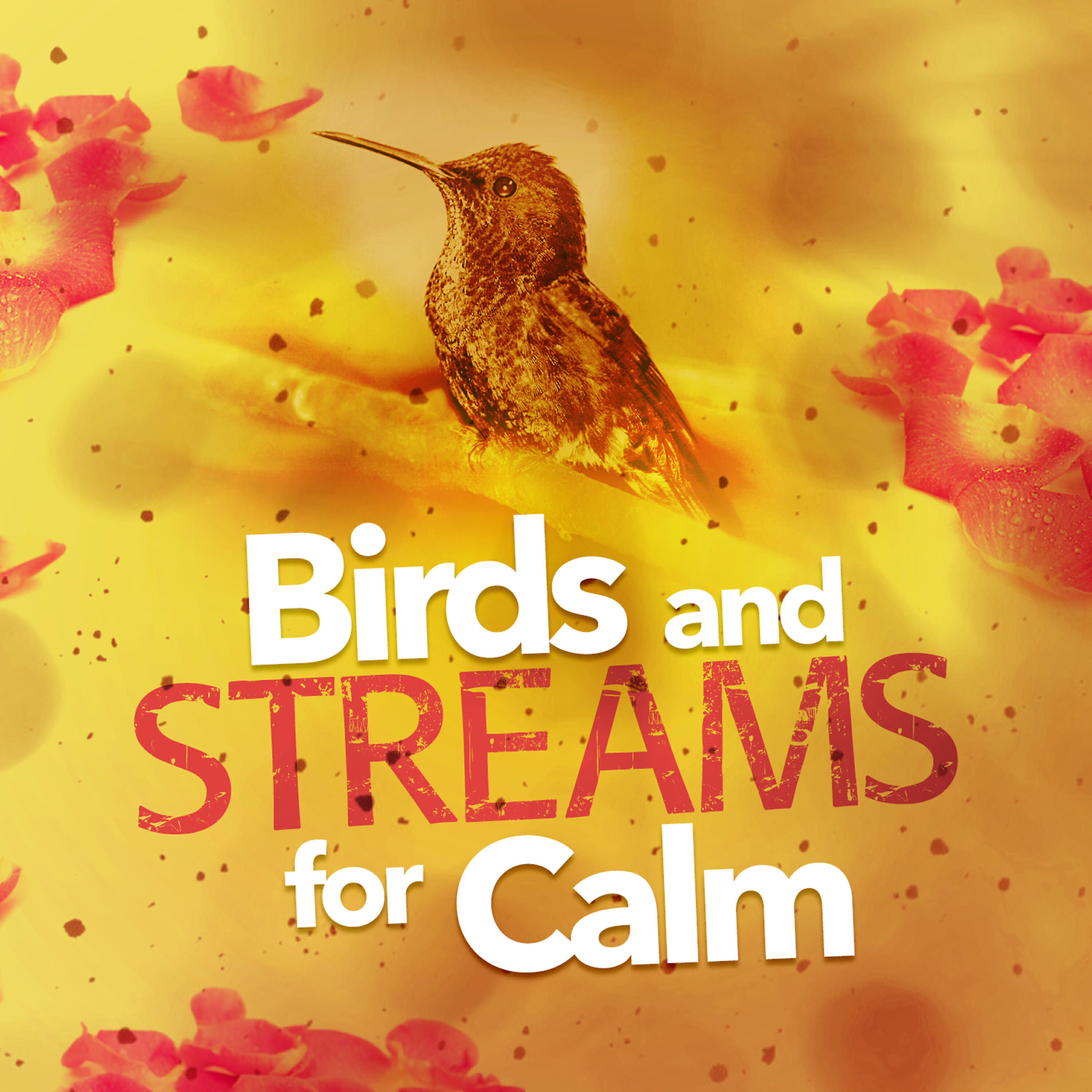 Релиз Birds and Streams for Calm