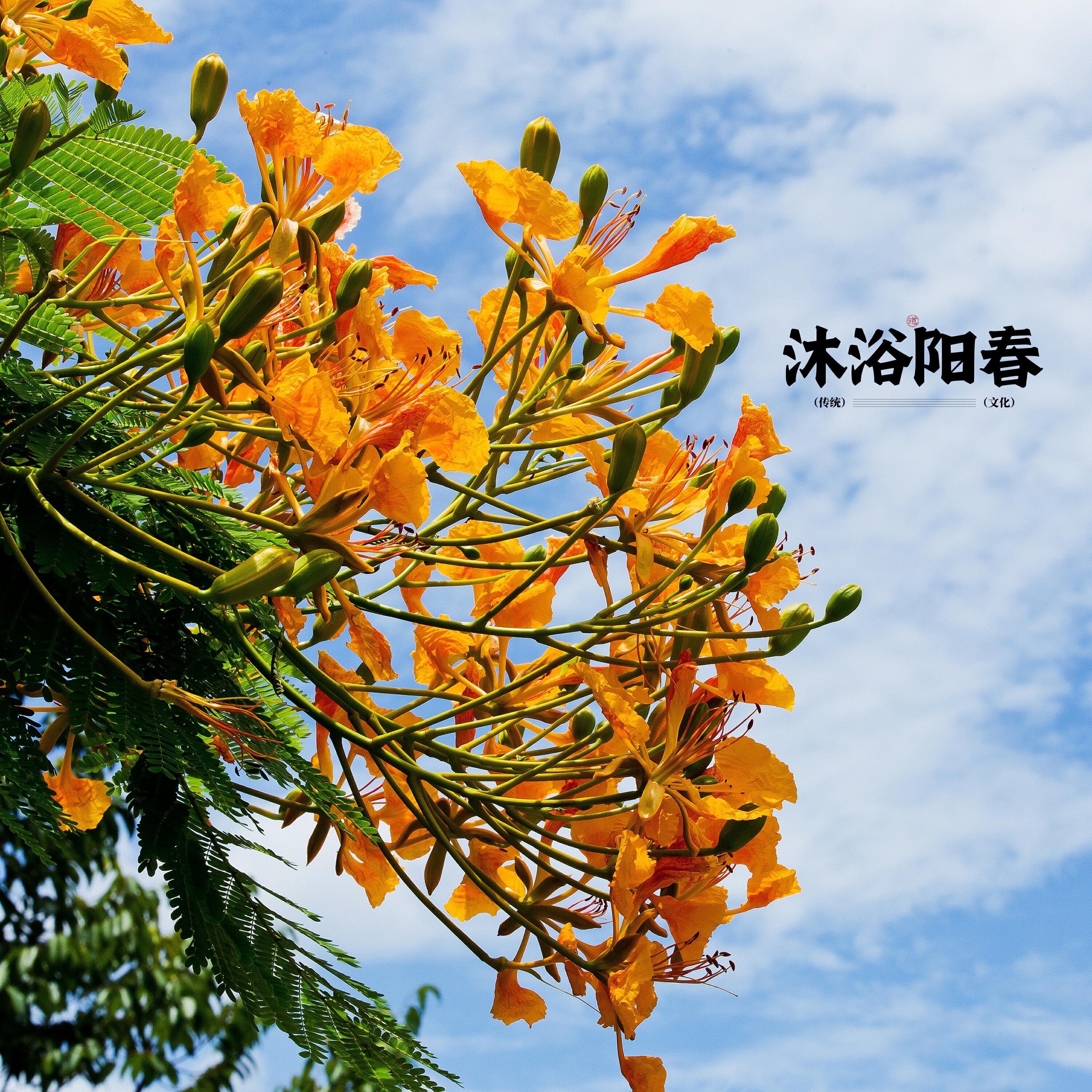 Релиз 沐浴阳春