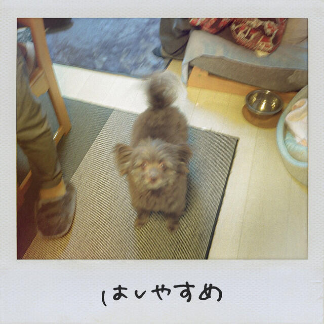 Релиз はしやすめ