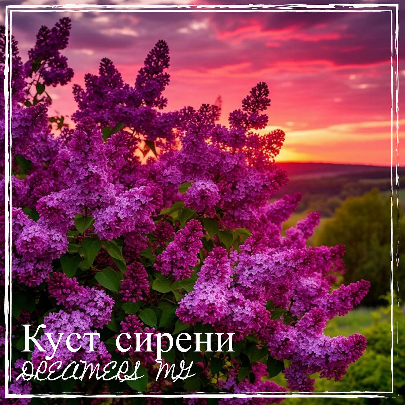 Релиз Куст сирени