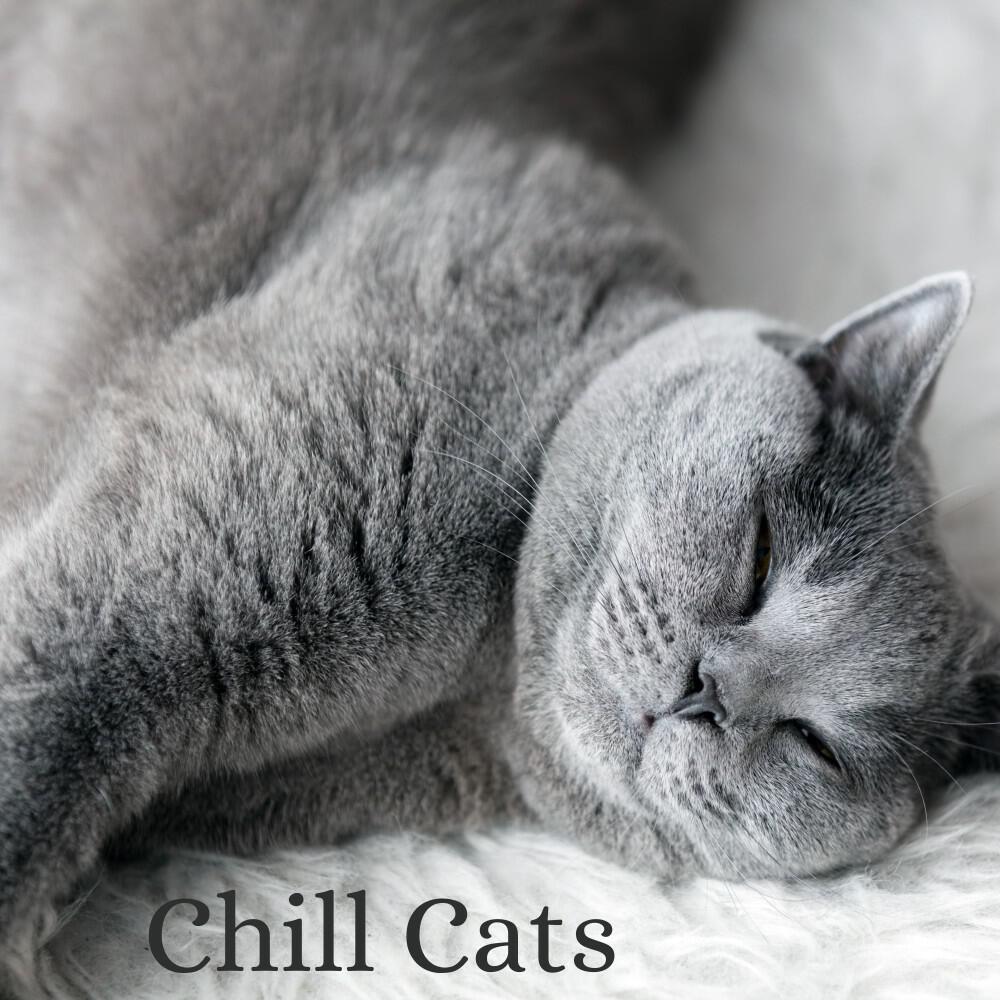 Musique pour chats TA