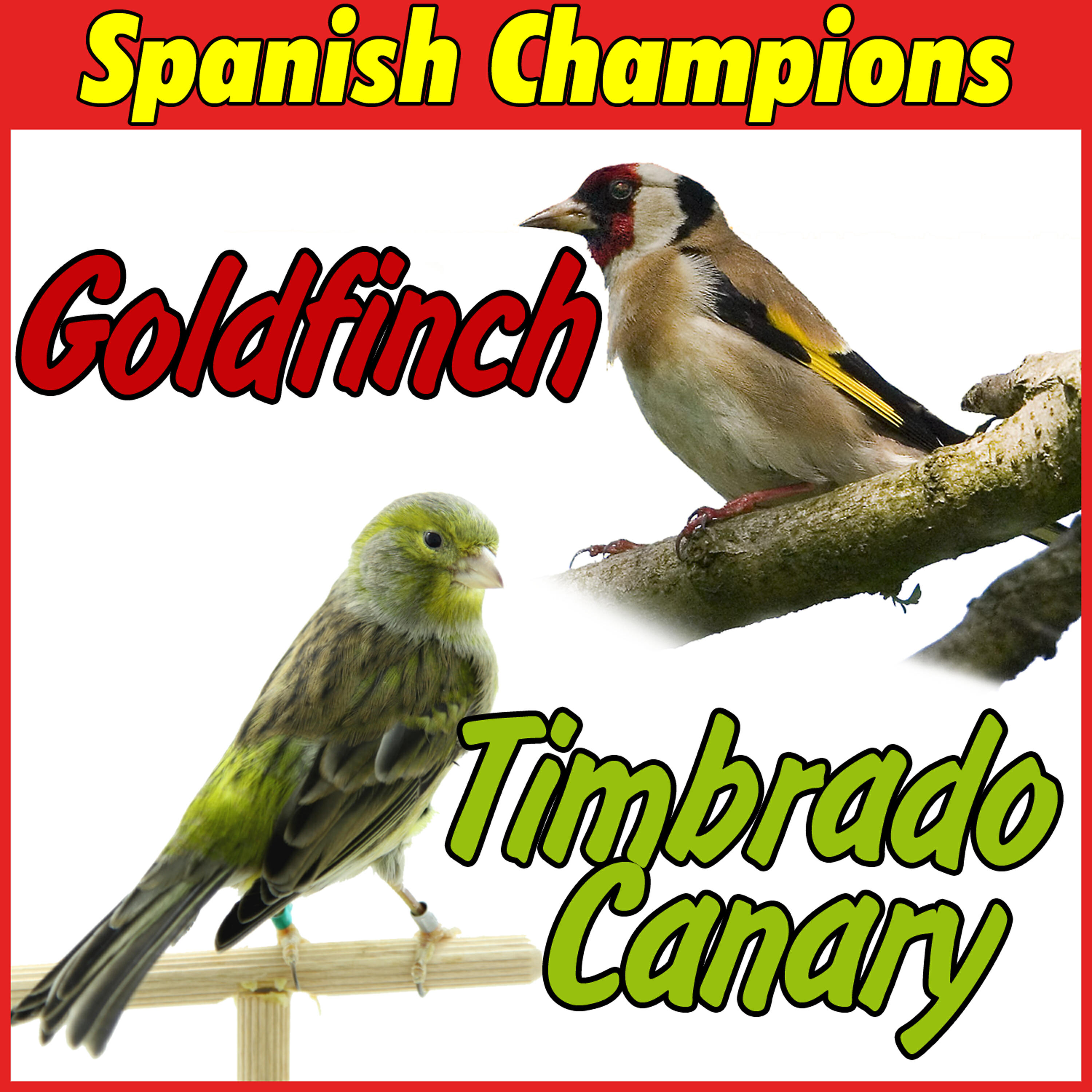 Релиз Timbrado Canary and Goldfinch, Spanish Champions