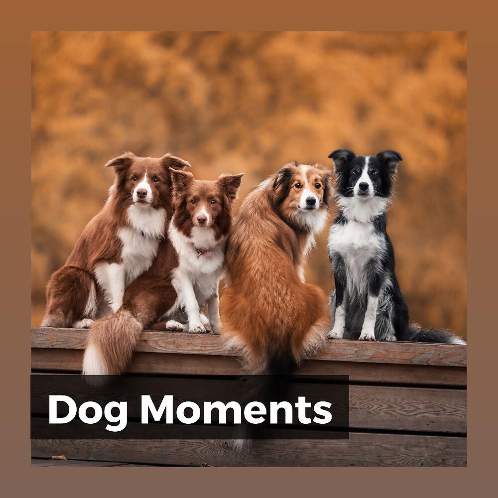 Релиз Dog Moments